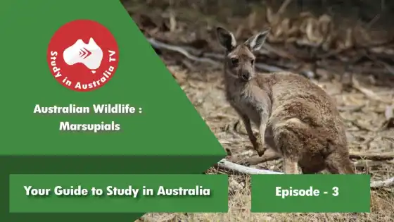 الحلقة 3: الجرابيات الأسترالية للحياة البرية
