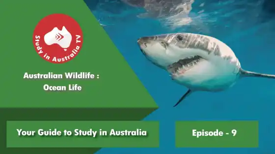 Ep 9: オーストラリアの野生生物 海洋生物