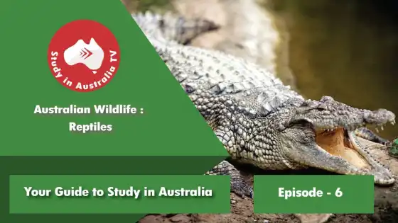 الحلقة 6: الزواحف الأسترالية للحياة البرية