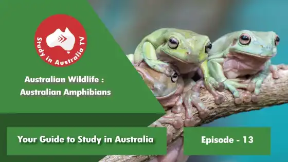 Ep 13: オーストラリアの野生動物 オーストラリアの両生類