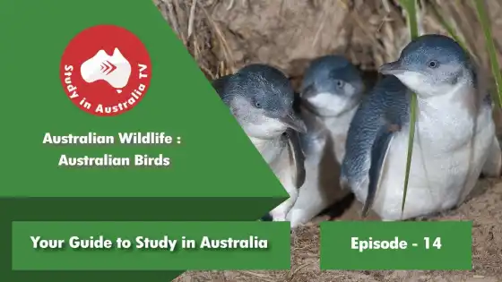 قسمت 14: پرندگان استرالیایی حیات وحش استرالیا