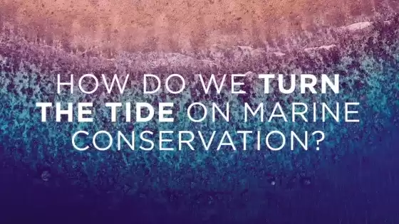 我们如何扭转海洋保护的潮流？（有字幕）