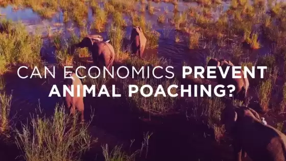 A economia pode impedir a caça furtiva de animais?