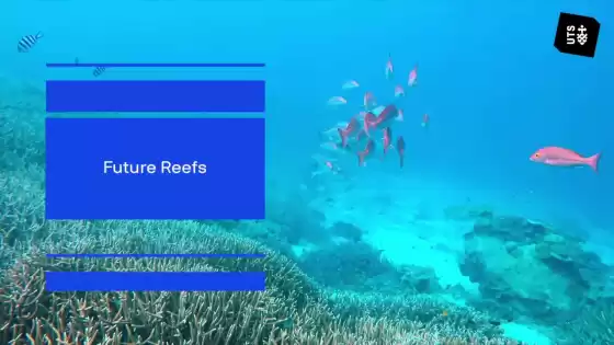 الشعاب المرجانية في المستقبل