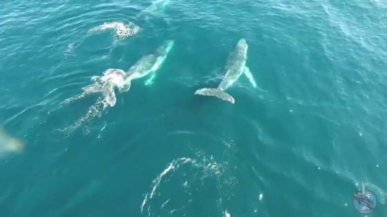 Zusammen können wir einen Unterschied machen.Treten Sie BROWNS & HHR Whale Conservation Volunteer bei (Gold Coast)