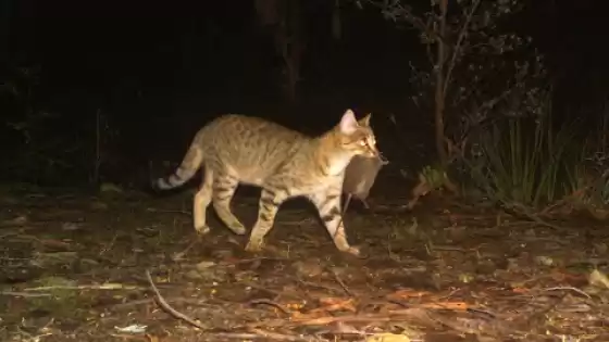 Contar animales con cámaras trampa